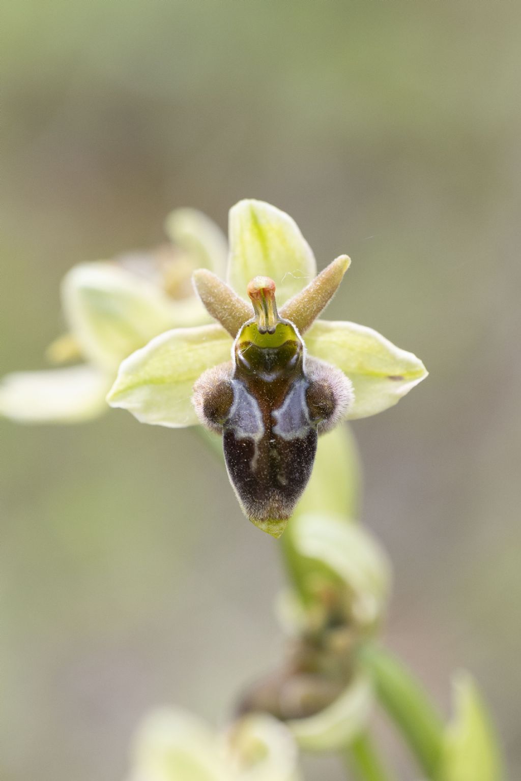 Ophrys x hoeppneri?